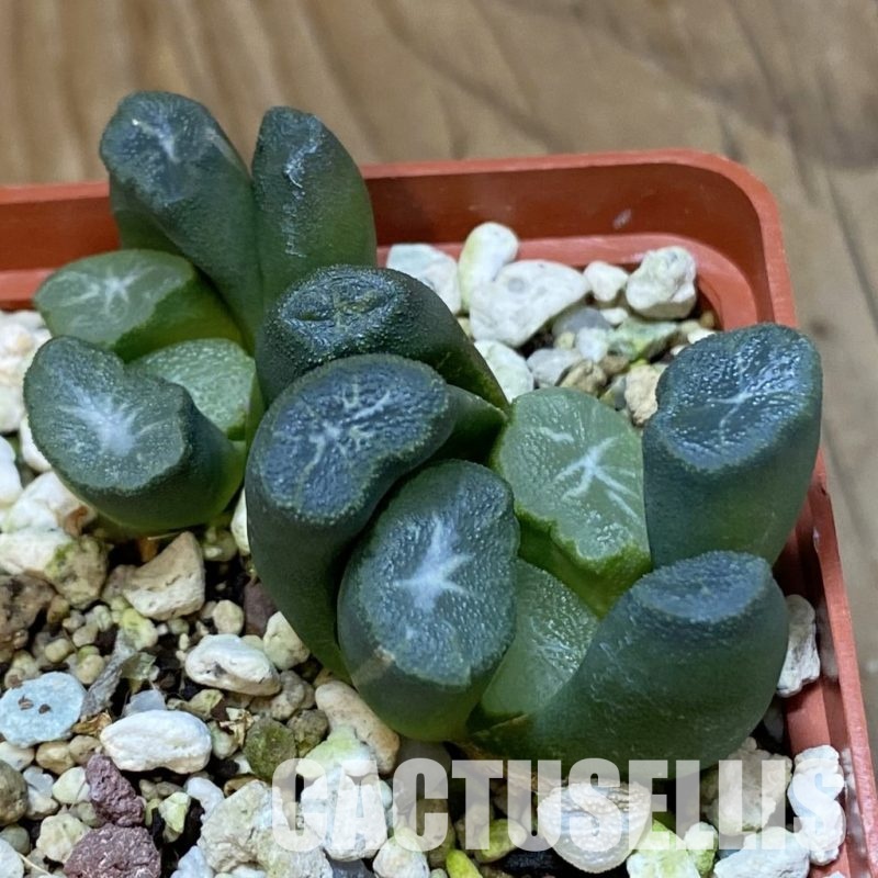 SH32042 Haworthia maughanii -Japan-, 2 plants