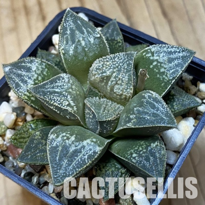 SH32044 Haworthia splendens hybrid