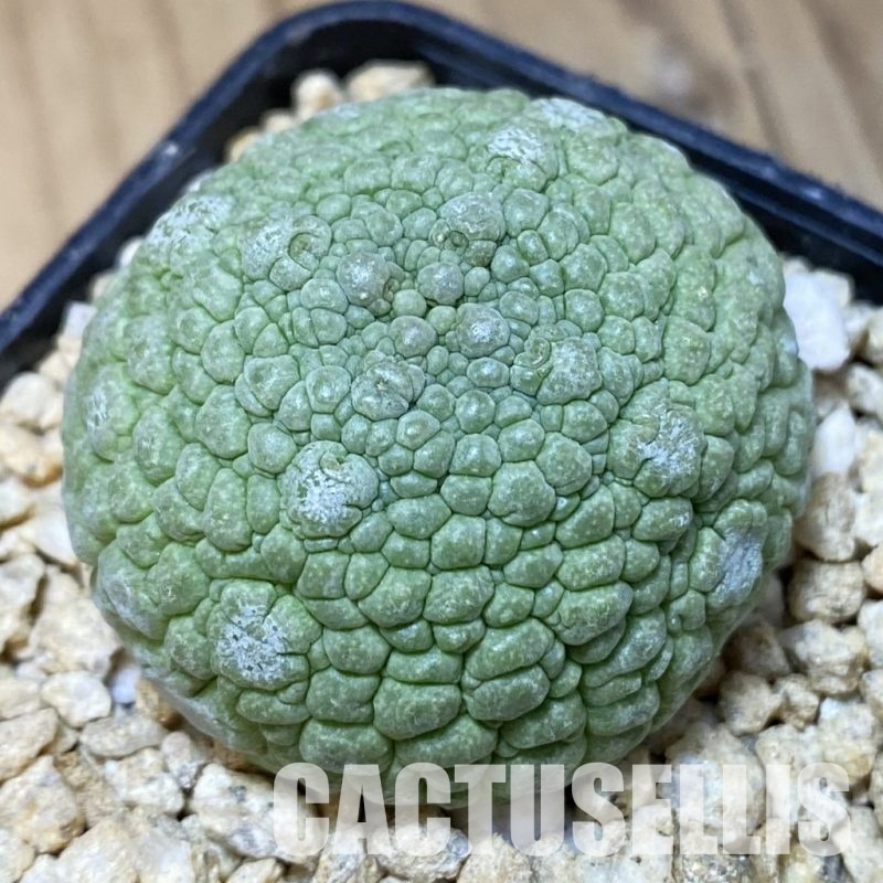 SH31997 Pseudolithos migiurtinus