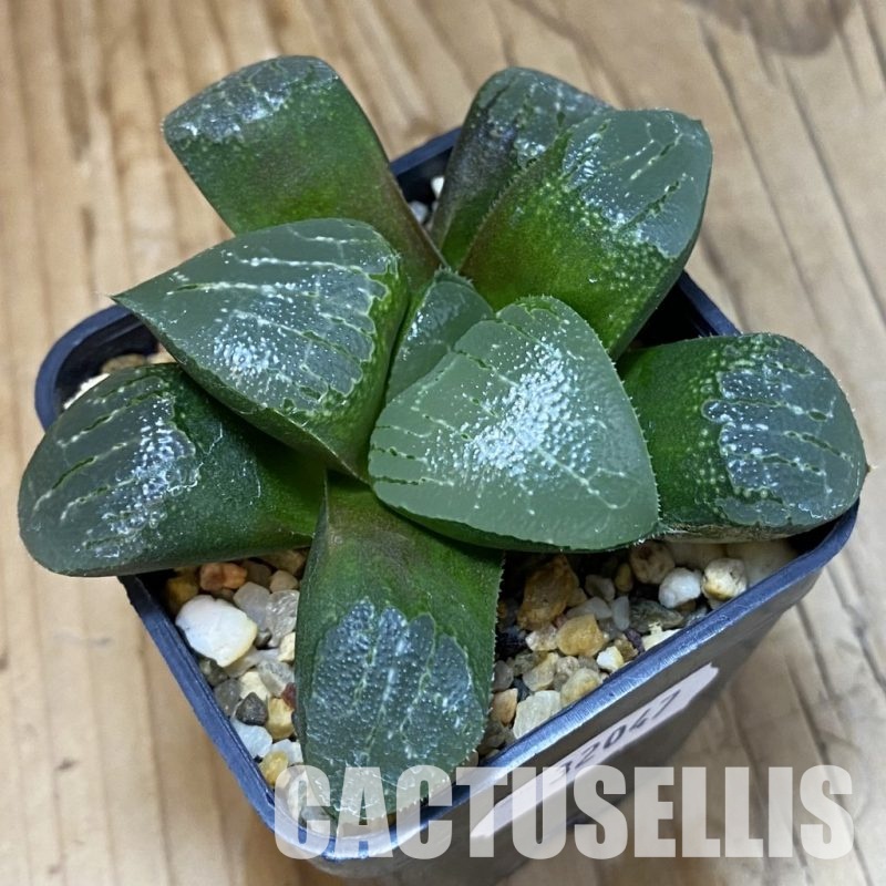 SH32047 Haworthia bayeri hybrid