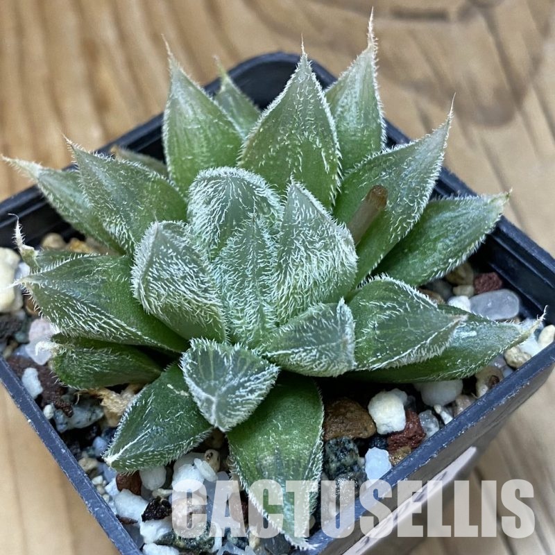 SH32049 Haworthia cooperi v. venusta