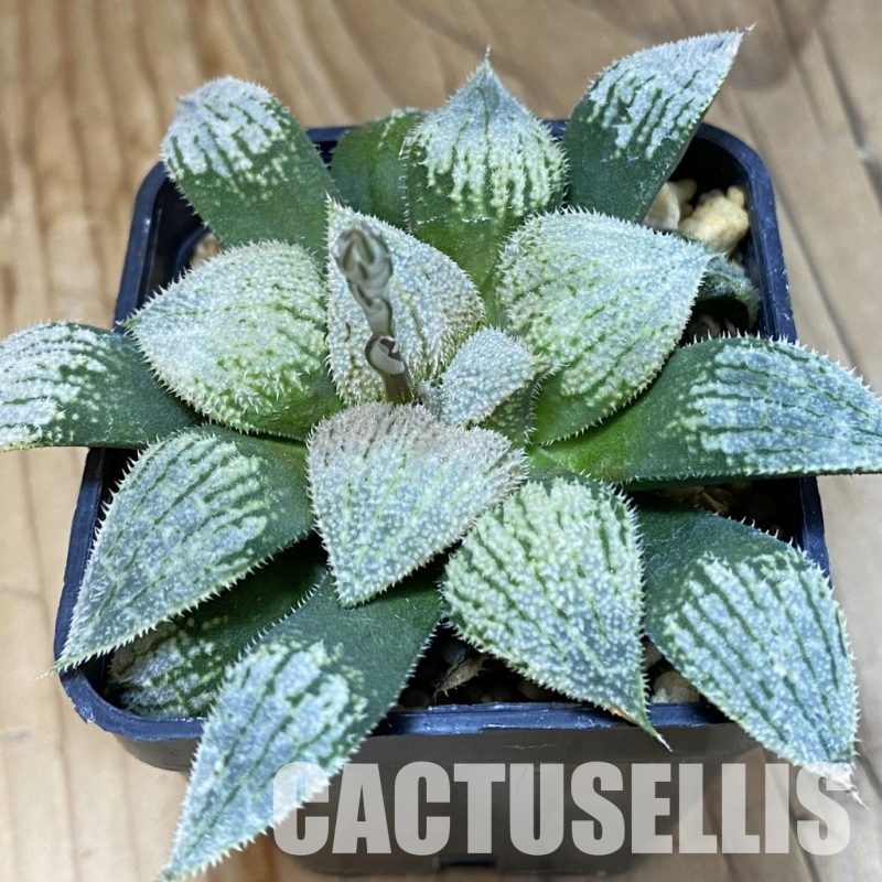 SH32050 Haworthia splendens 'Nautilus'