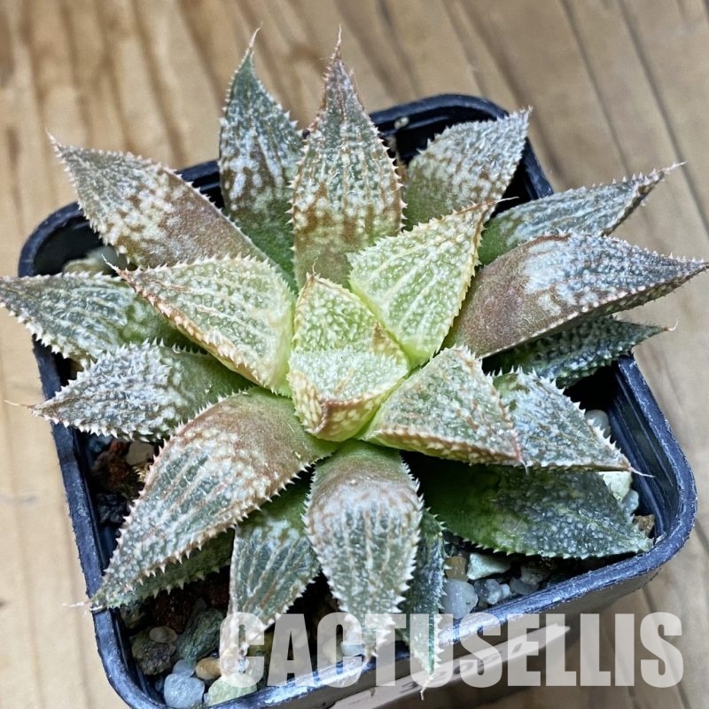 SH32051 Haworthia 'Hakuma'