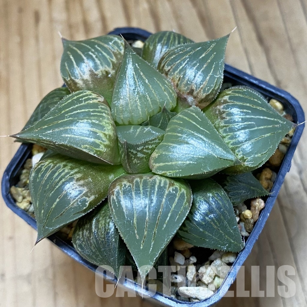 SH32052 Haworthia magnifica hybrid
