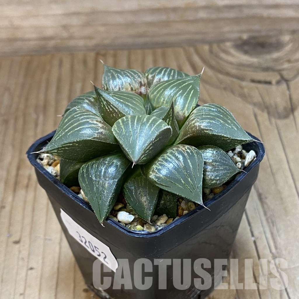 SH32052 Haworthia magnifica hybrid - 画像 (2)