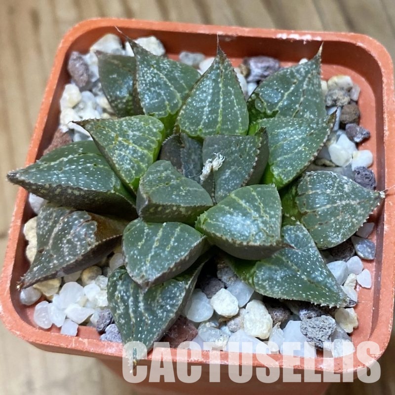 SH32053 Haworthia emelyae v. multifolia hybrid