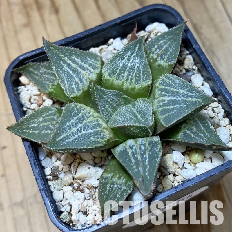 SH32054 Haworthia magnifica hybrid