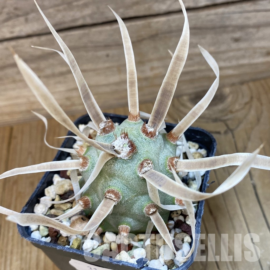 SH31992 Tephrocactus articulatus VG 194
