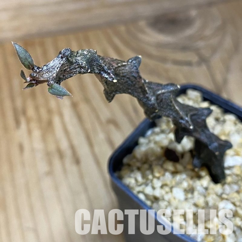 SH31998 Ceropegia bosseri