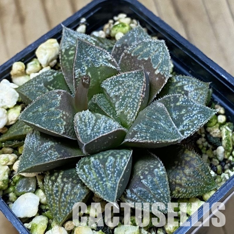 SH32055 Haworthia splendens hybrid