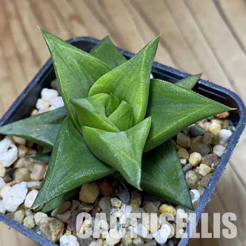 SH32056 Haworthia tortuosa x limifolia