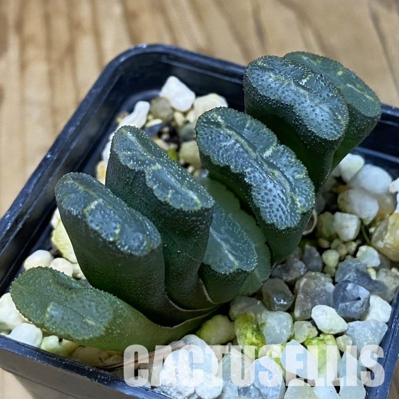 SH32057 Haworthia truncata -Japan-