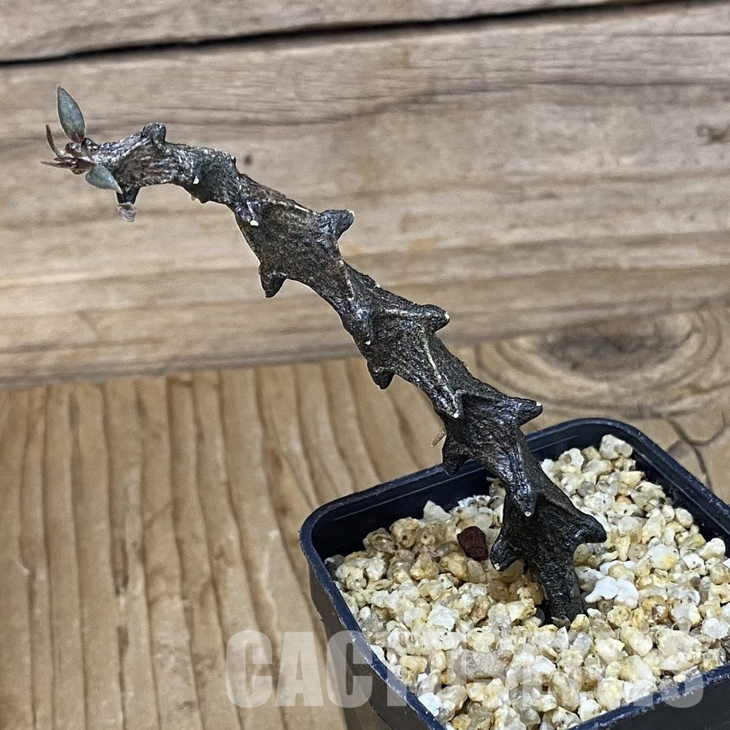 SH31998 Ceropegia bosseri - 画像 (2)