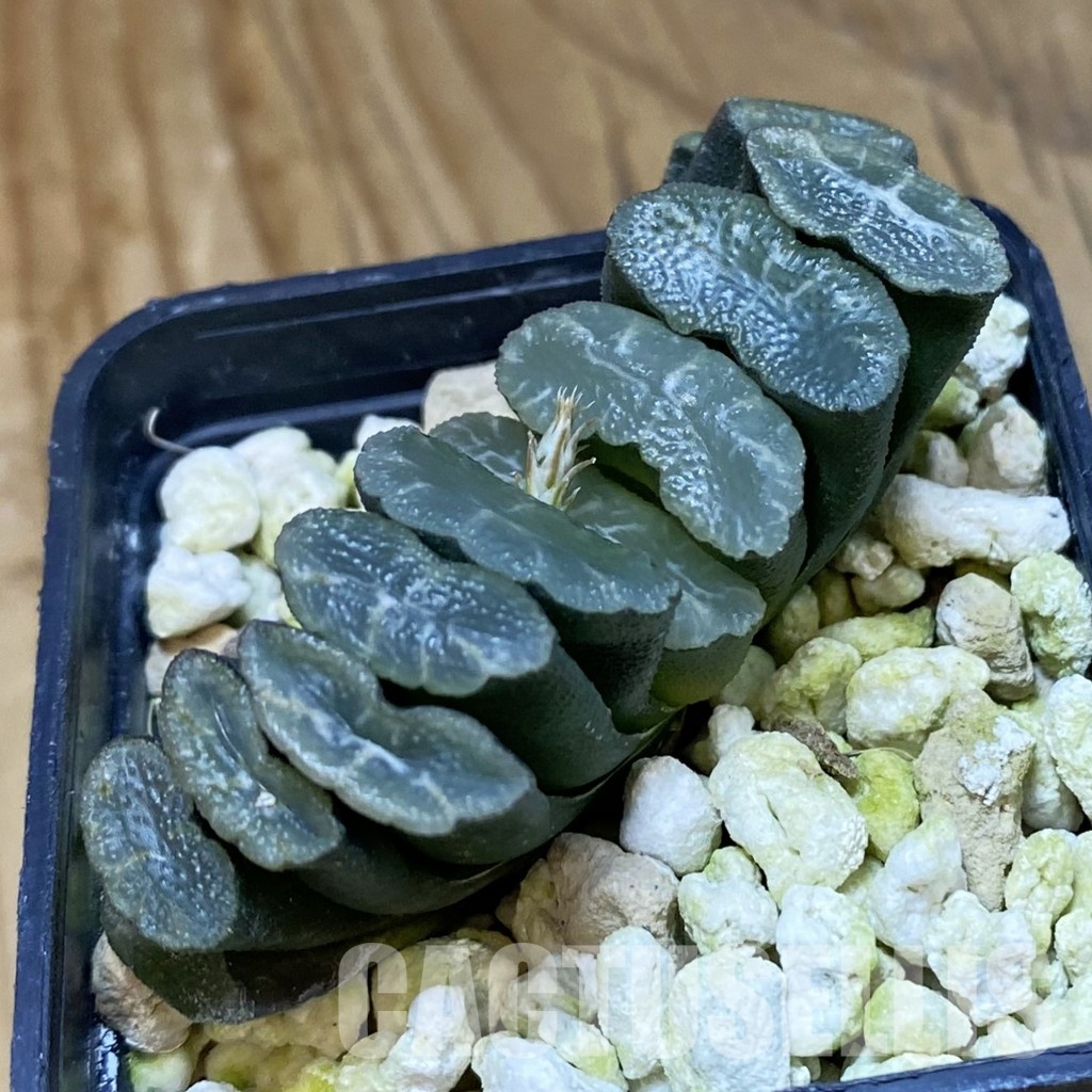 SH32058 Haworthia truncata -Japan- - 画像 (2)