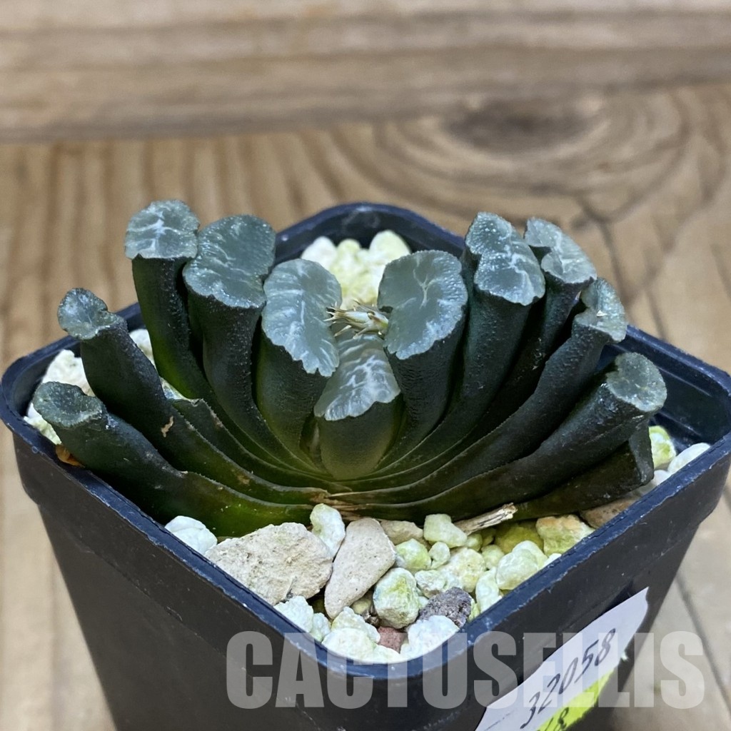 SH32058 Haworthia truncata -Japan- - 画像 (3)