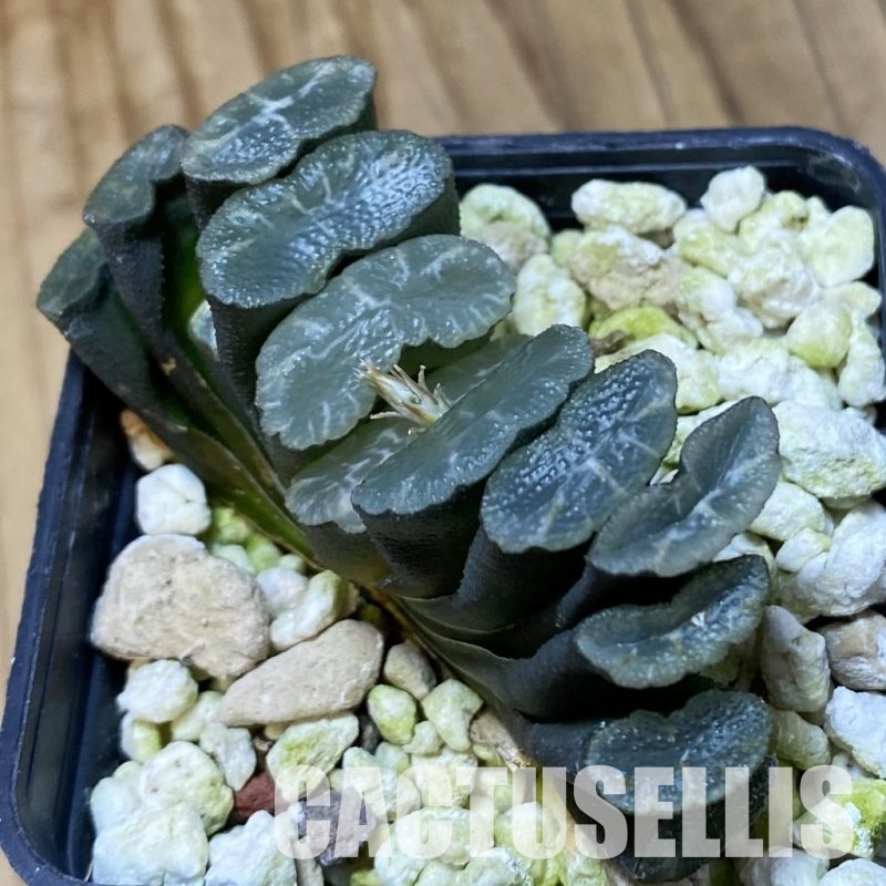 SH32058 Haworthia truncata -Japan-