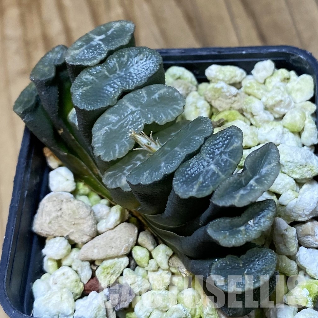 SH32058 Haworthia truncata -Japan-