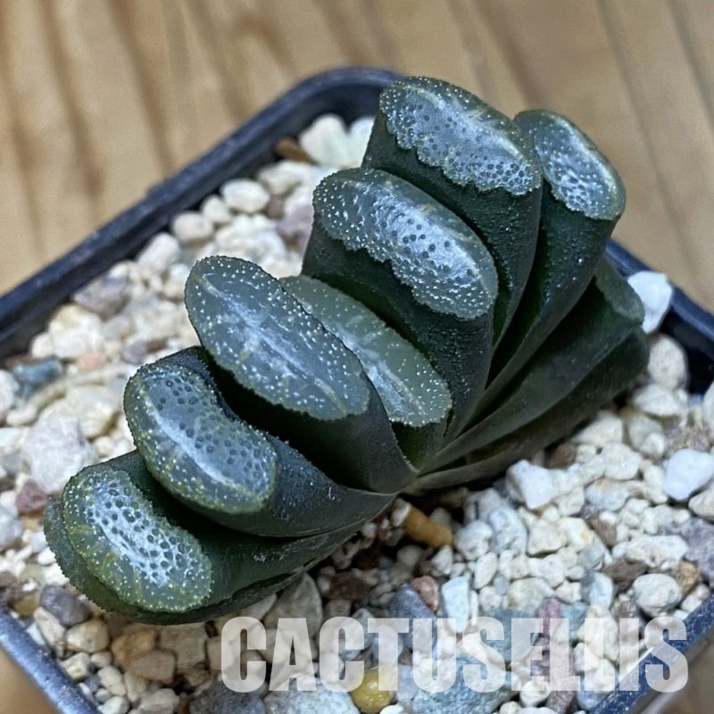 SH32059 Haworthia truncata -Japan-
