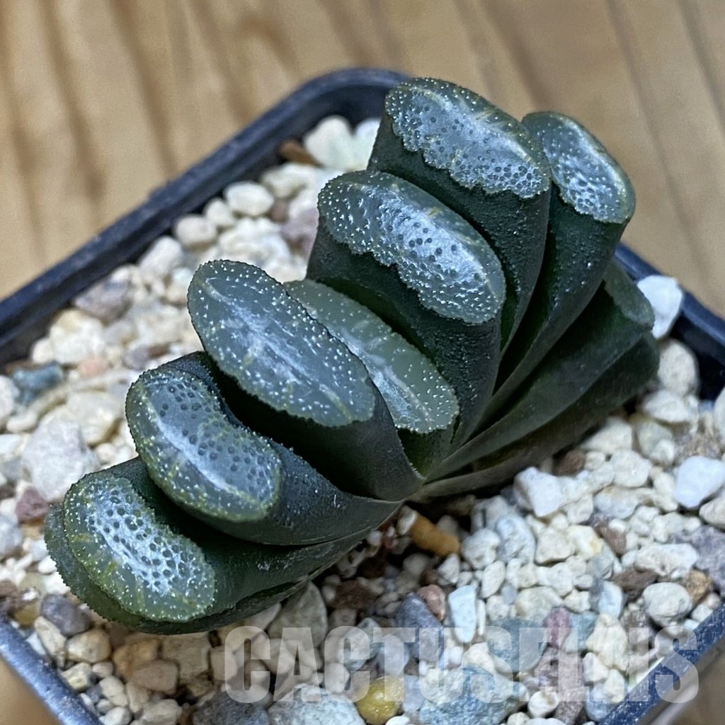 SH32059 Haworthia truncata -Japan-