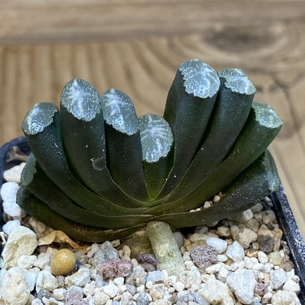 SH32059 Haworthia truncata -Japan- - 画像 (2)