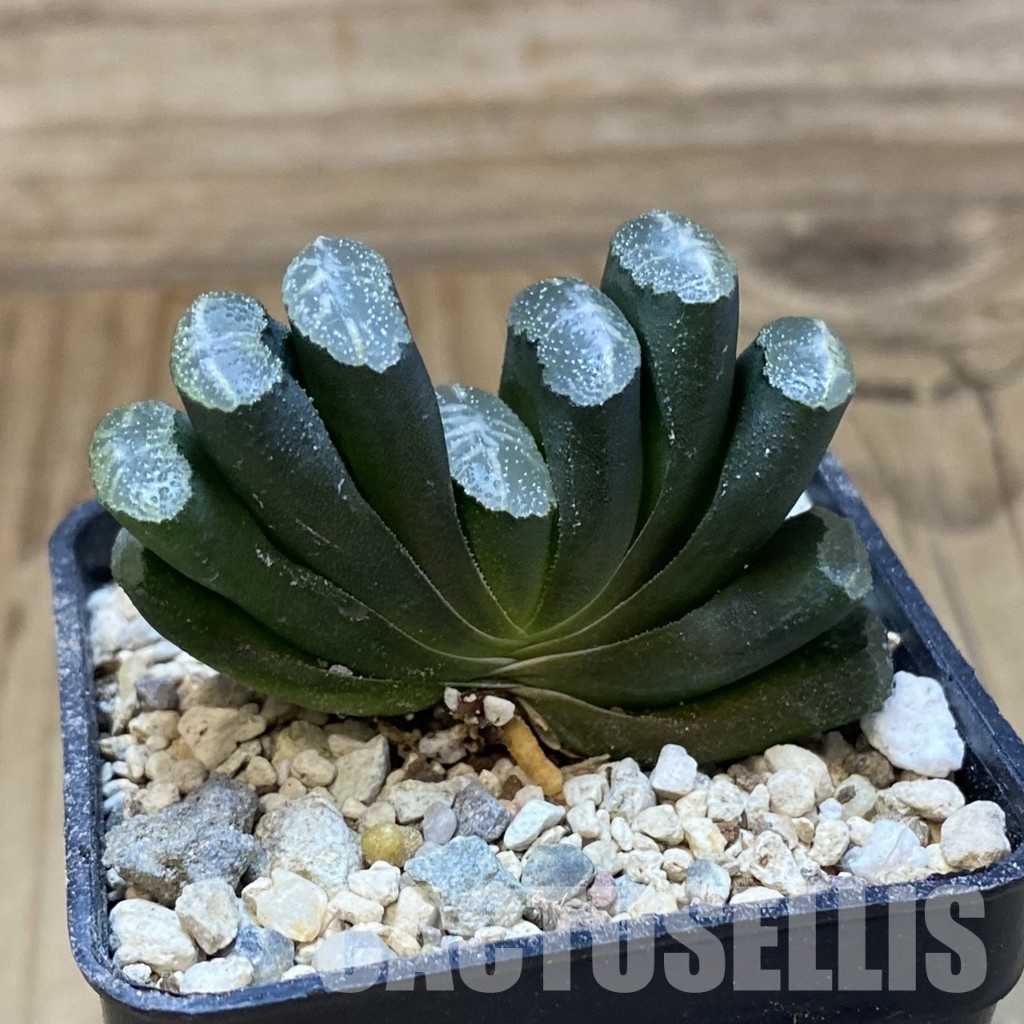 SH32059 Haworthia truncata -Japan- - 画像 (3)