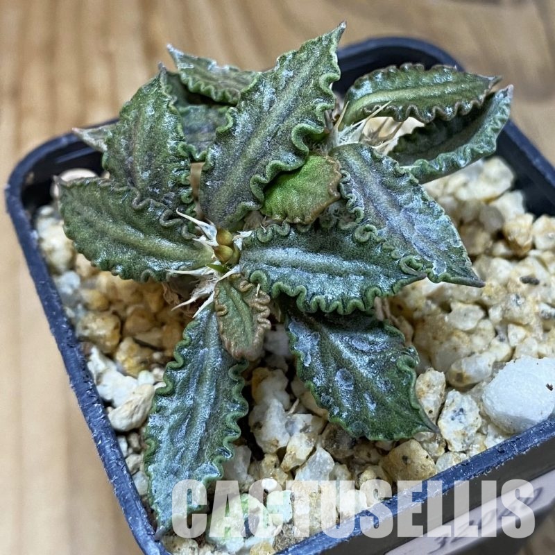 SH32060 Euphorbia tulearensis