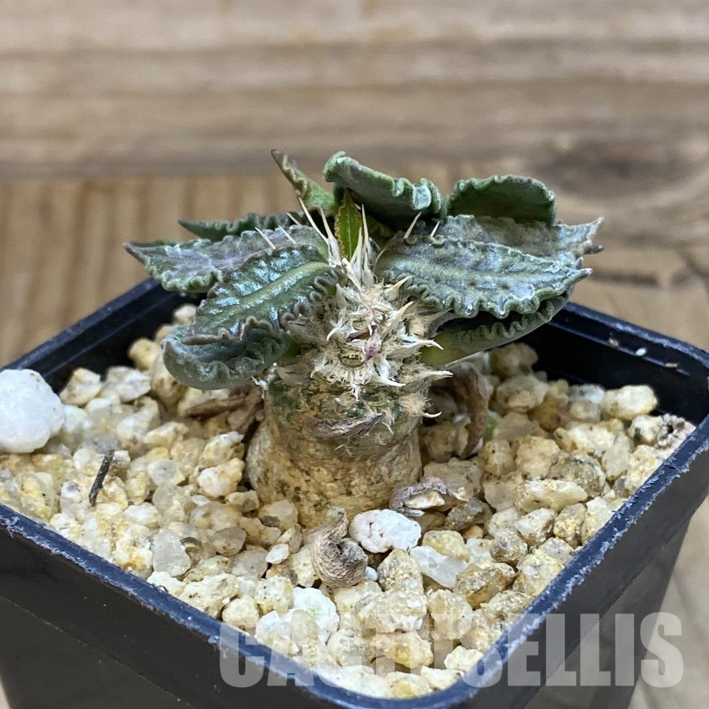 SH32060 Euphorbia tulearensis - 画像 (2)