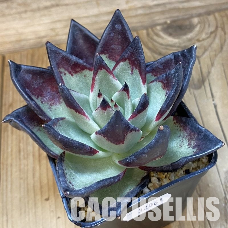 SH32061 Echeveria agavoides ‘Black Ebony’