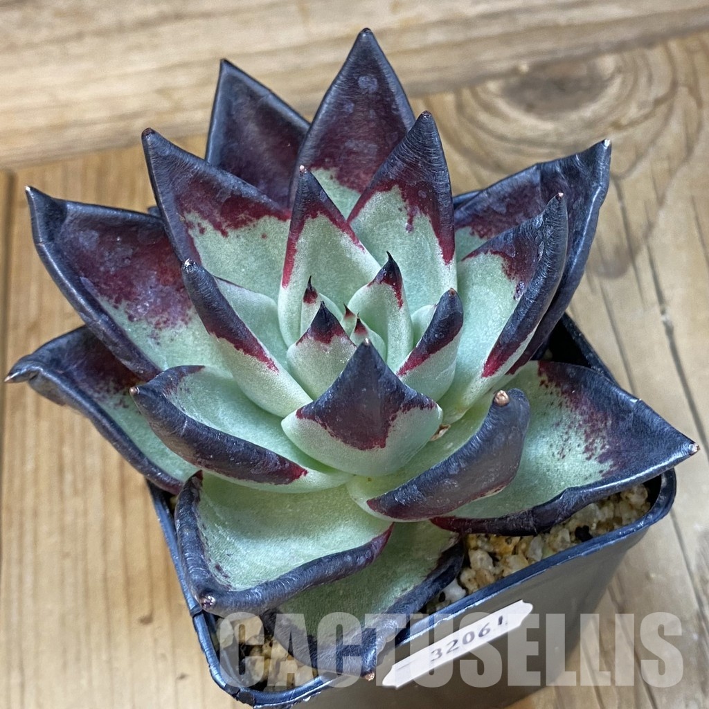 SH32061 Echeveria agavoides ‘Black Ebony’