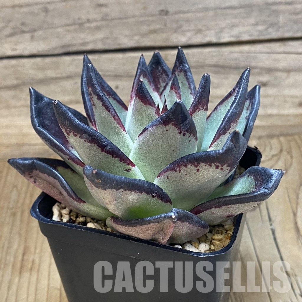 SH32061 Echeveria agavoides ‘Black Ebony’ - 画像 (2)