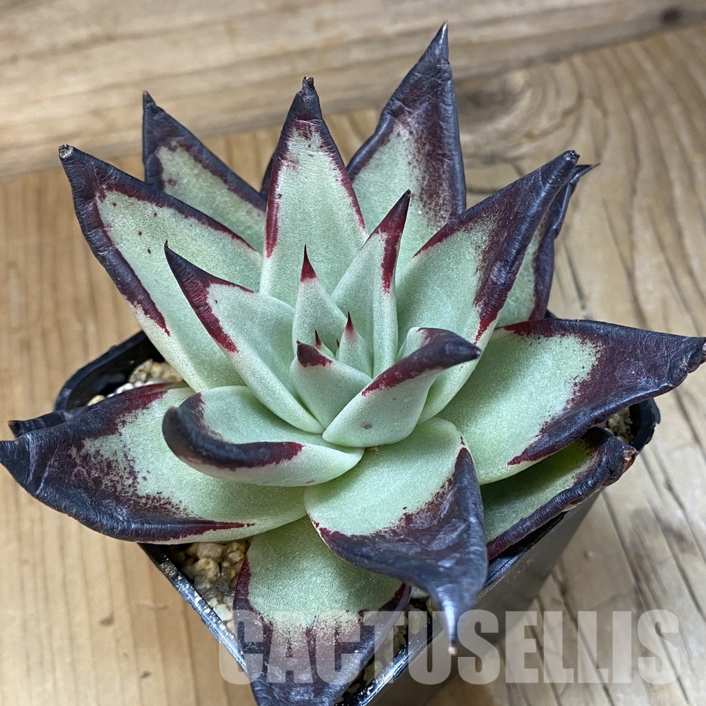 SH32062 Echeveria agavoides ‘Black Ebony’ - 画像 (2)