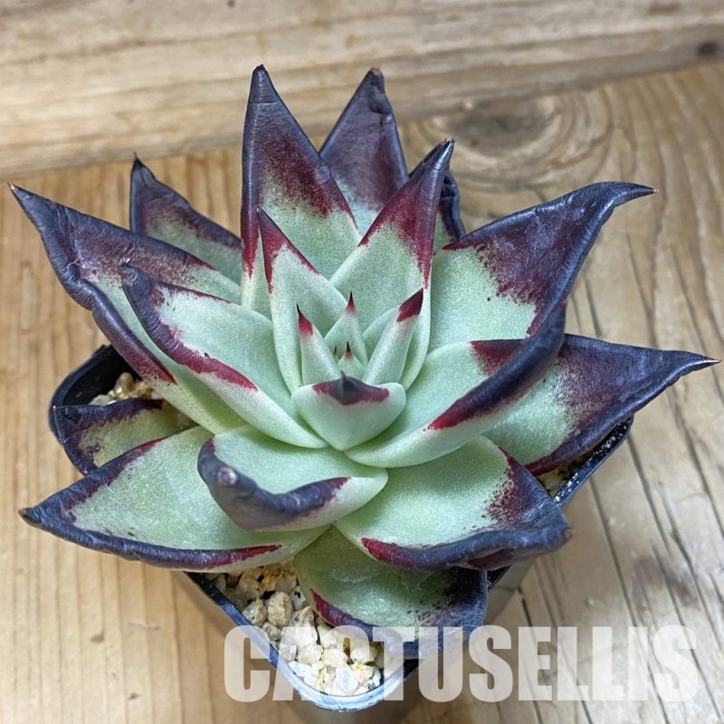 SH32062 Echeveria agavoides ‘Black Ebony’