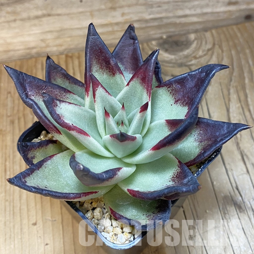 SH32062 Echeveria agavoides ‘Black Ebony’