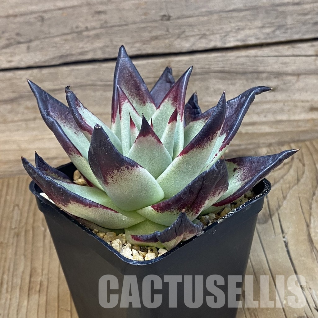 SH32062 Echeveria agavoides ‘Black Ebony’ - 画像 (3)