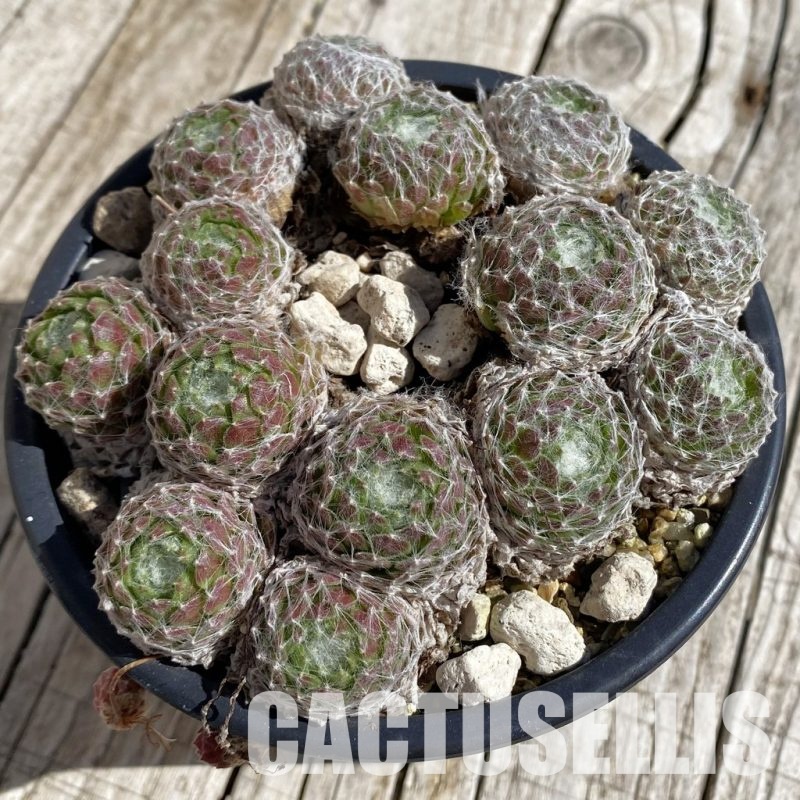 SH32063 Sempervivum 'Arctic White' (cold-resistant)