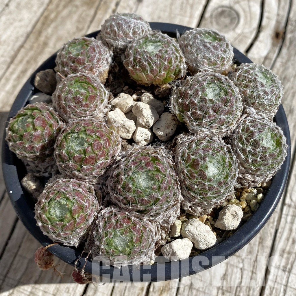 SH32063 Sempervivum 'Arctic White' (cold-resistant)