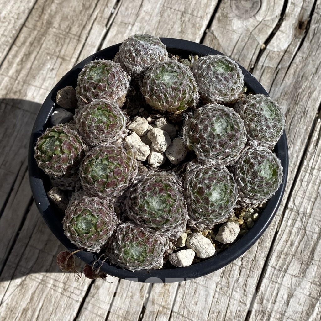 SH32063 Sempervivum 'Arctic White' (cold-resistant) - 画像 (2)