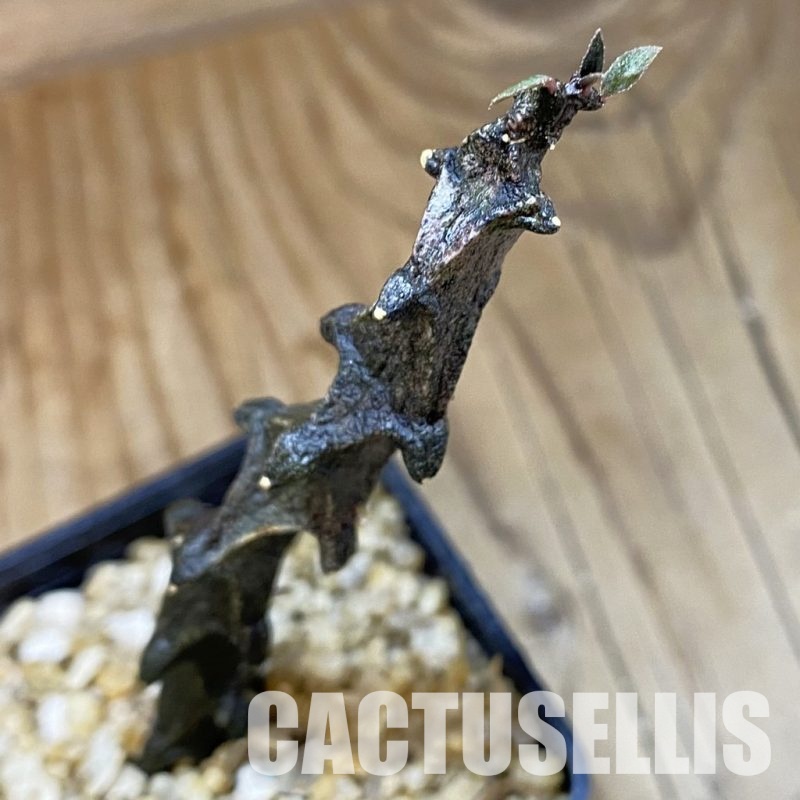 SH31999 Ceropegia bosseri