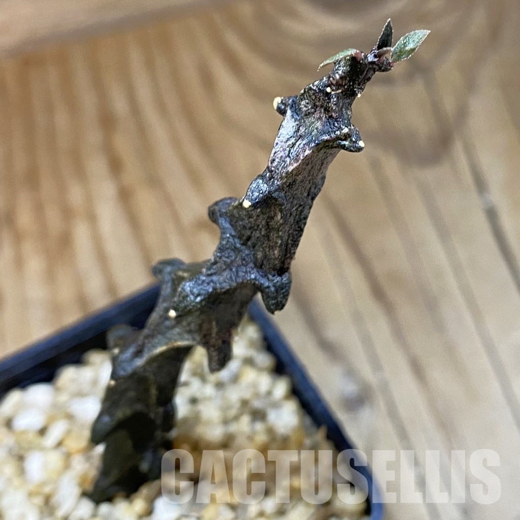 SH31999 Ceropegia bosseri