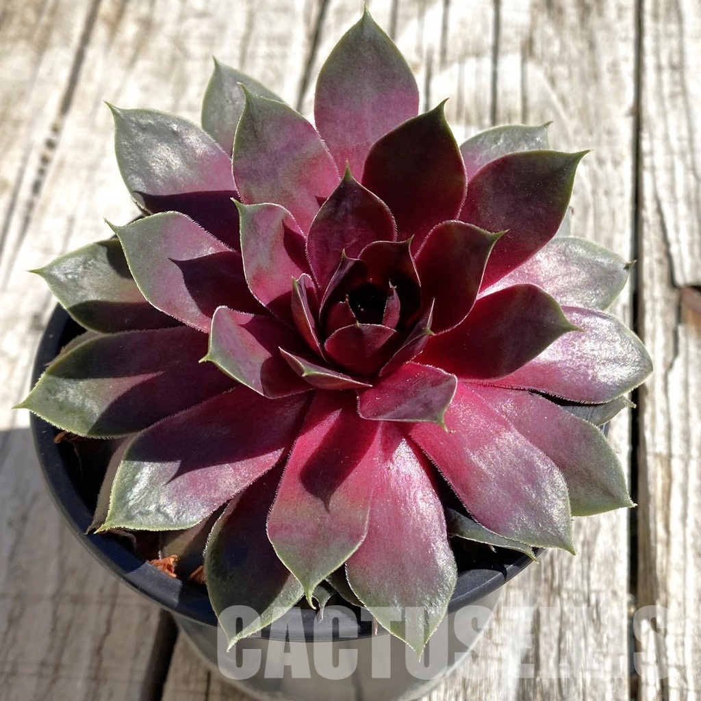 SH32064 Sempervivum 'Ufo' (cold-resistant)