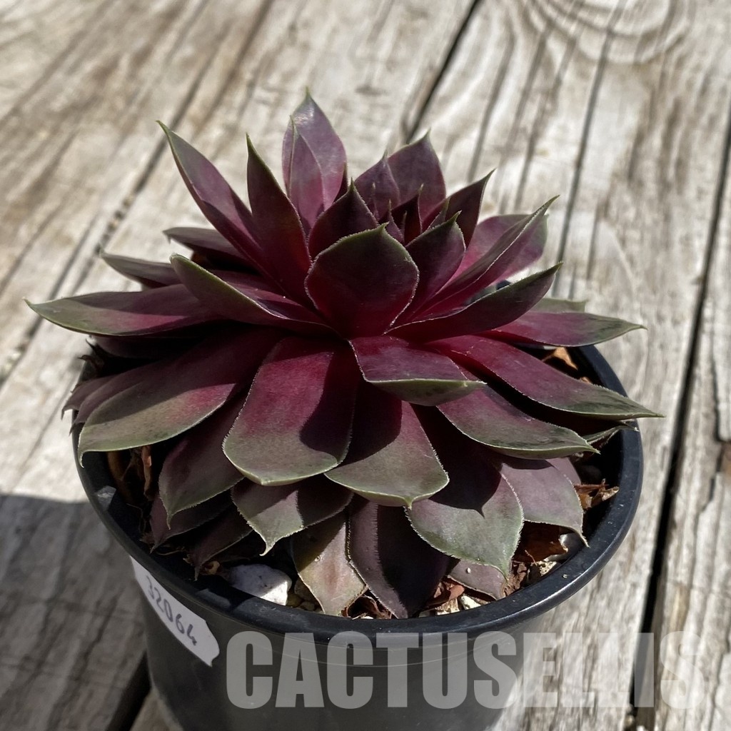SH32064 Sempervivum 'Ufo' (cold-resistant) - 画像 (2)