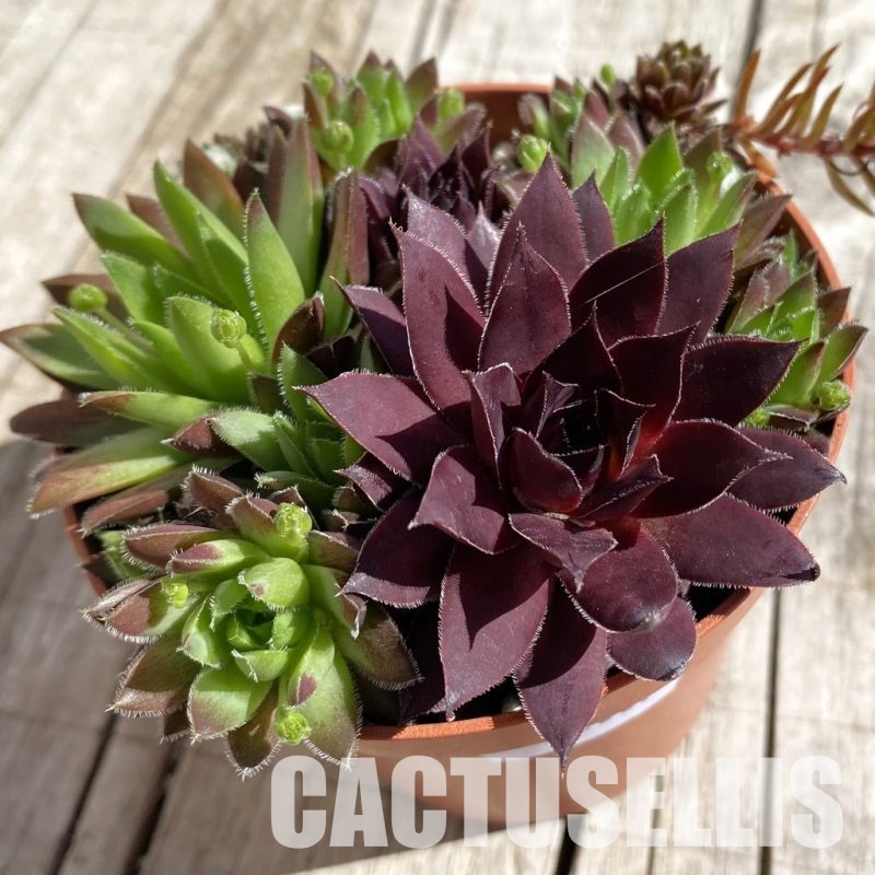 SH32065 Sempervivum 'mix (cold-resistant)