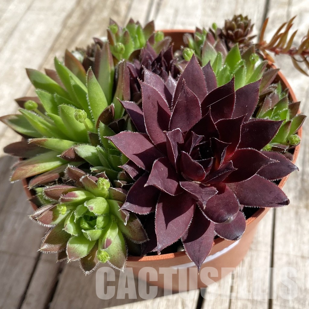 SH32065 Sempervivum 'mix (cold-resistant)