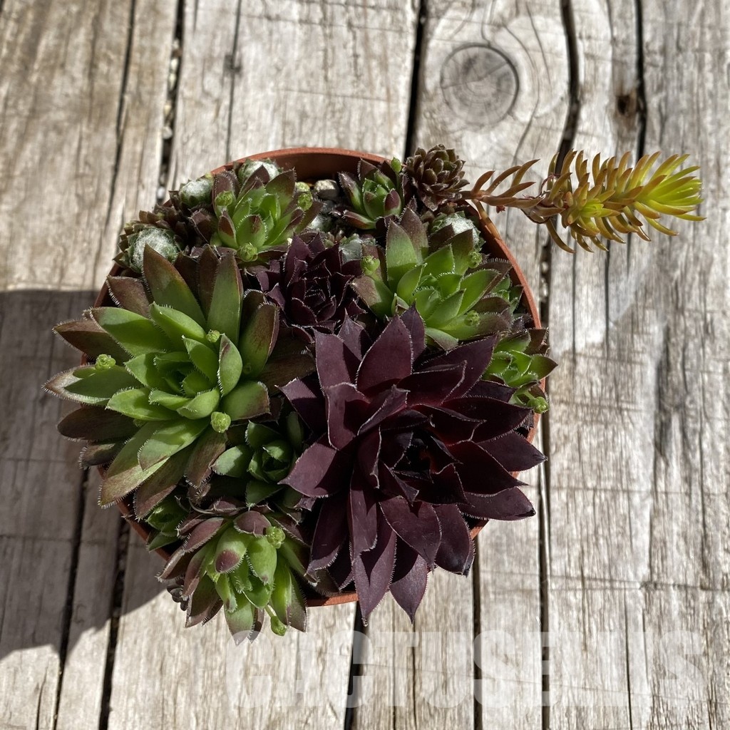 SH32065 Sempervivum 'mix (cold-resistant) - 画像 (2)