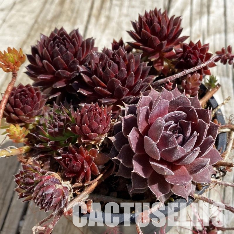 SH32066 Sempervivum mix (cold-resistant)