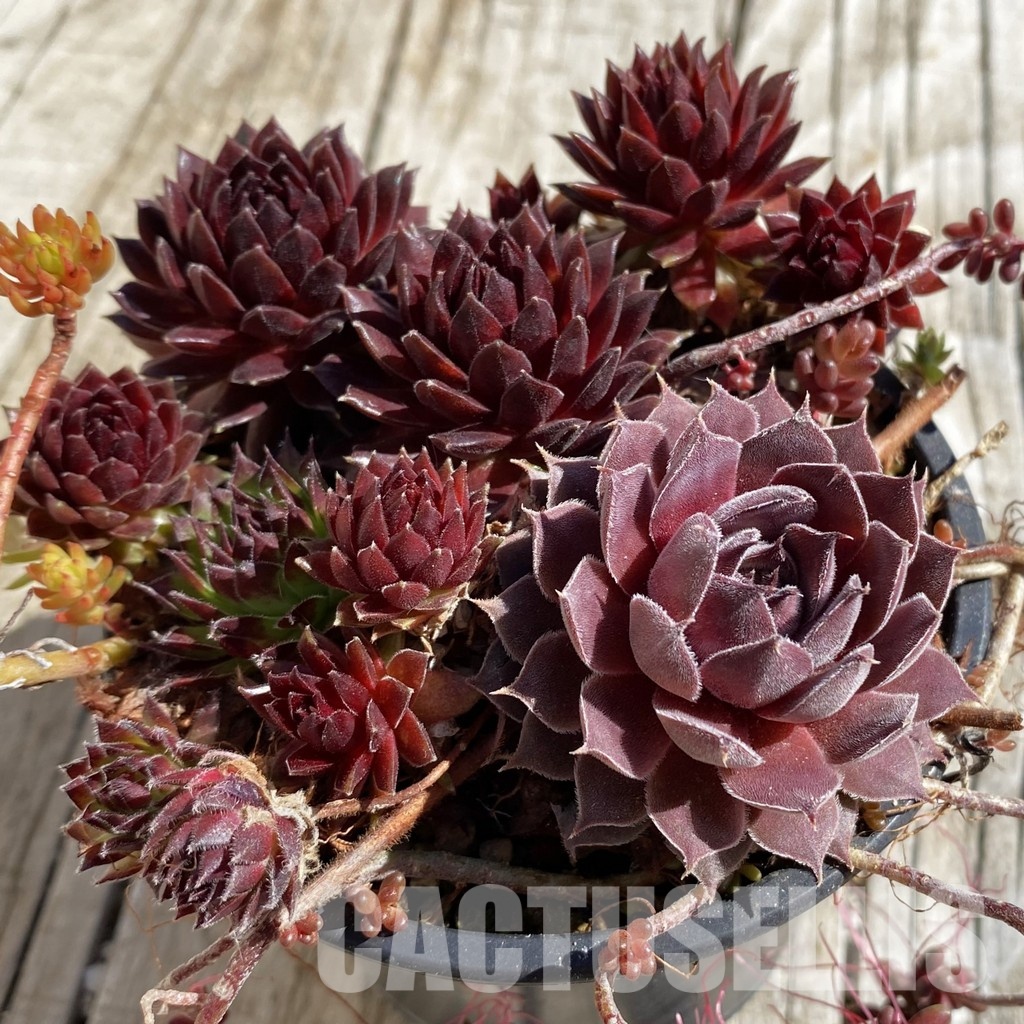 SH32066 Sempervivum mix (cold-resistant)