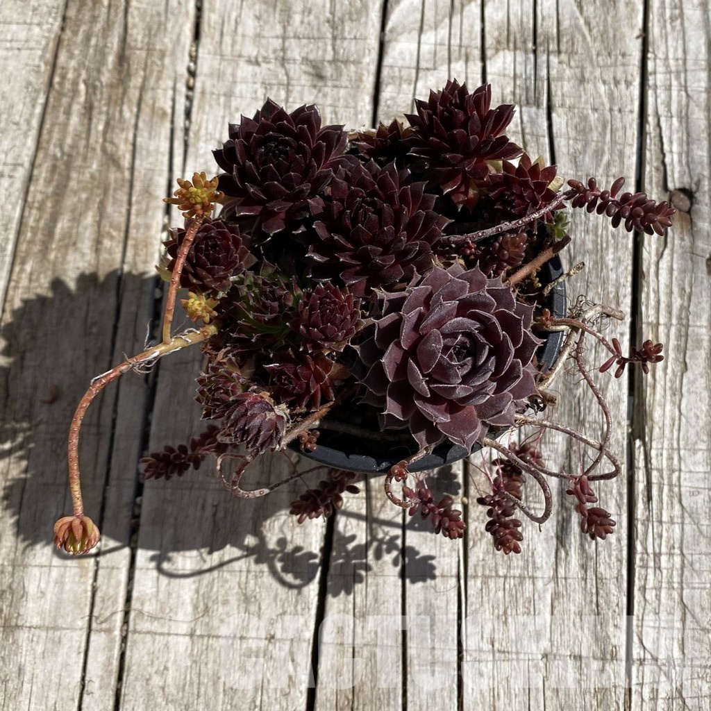 SH32066 Sempervivum mix (cold-resistant) - 画像 (2)