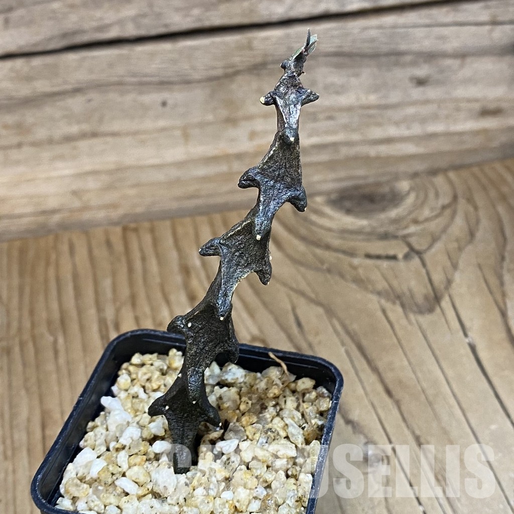 SH31999 Ceropegia bosseri - 画像 (2)