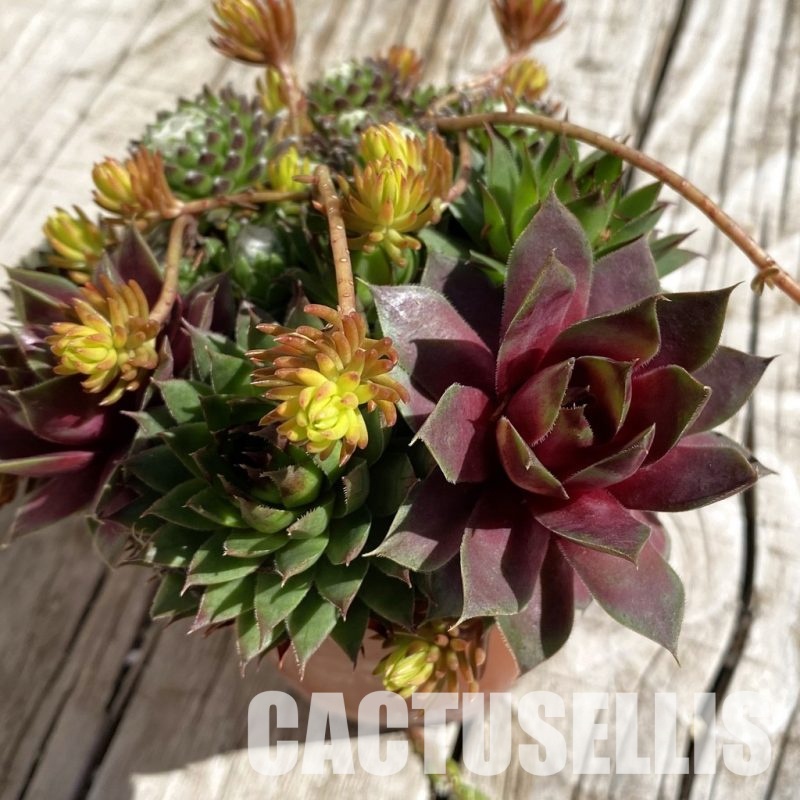SH32067 Sempervivum mix (cold-resistant)