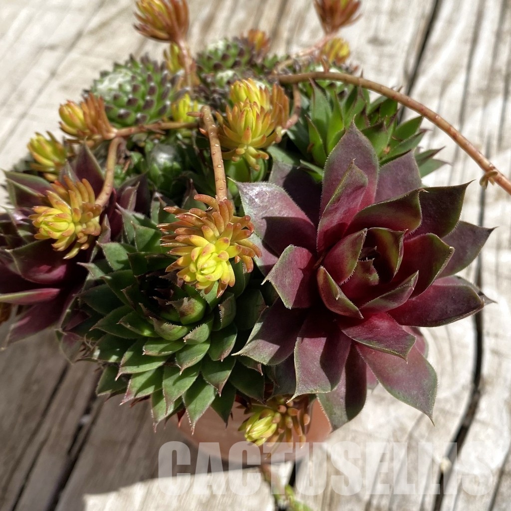 SH32067 Sempervivum mix (cold-resistant)